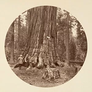 Big Tree Collection: The Pride of the Forest - Calaveras Grove, ca. 1878. Creator: Carleton Emmons Watkins
