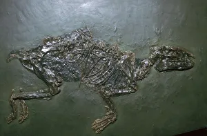 Primitive Horse Fossil