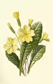 Herbal Medicine Gallery: Primrose, 1877. Creator: Frederick Edward Hulme