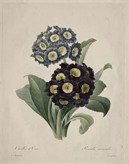 Henry Joseph Redoutefrench Gallery: Primula auricula, 1827. Creator: Henry Joseph Redoute (French, 1766-1853)