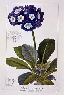 Plant Plants Prints: Primula auricula, pub. 1836. Creator: Panacre Bessa (1772-1846)