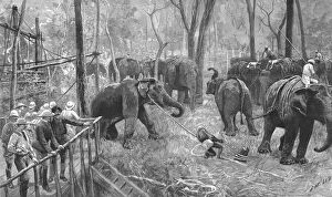 British Raj Collection: Prince Albert Victor in India--Elephant catching in Mysore, 1890. Creator: Unknown