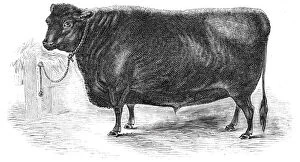 Prince Albert's Angus polled ox, 1844. Creator: Unknown