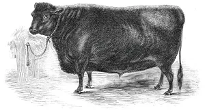 Oxen Prints: Prince Alberts Angus polled ox, 1844. Creator: Unknown