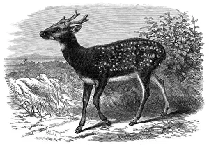 Prince Alfred's Stag, from Singapore, in the Zoological Society's Gardens, 1870. Creator: Unknown