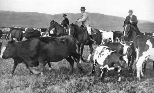Rounding Up Prints: The Prince of Wales rounding up cattle in Alberta, Canada, c1930s