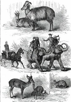 Feline Collection: The Prince of Wales's Animals from India, 1876. Creator: J. G