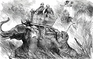 Mahouts Prints: The Prince of Wales's Elephant charged by a Tiger, 1876. Creator: C.R