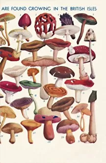 Diversity Gallery: The Principal Edible and Poisonous Fungi In The British Isles, 1935
