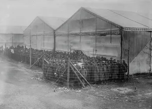 Enclosure Prints: Prisoners in detention pen, Germany, between c1915 and c1916. Creator: Bain News Service