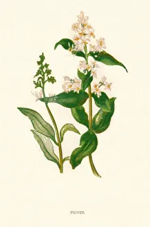 Privet, c1891, (1891). Artist: Anne Pratt