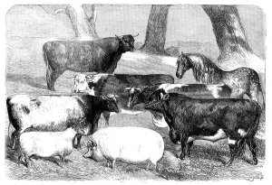 Winners Prints: Prize Animals exhibited at the Meeting of the Royal Agricultural Society at Chester