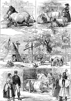 Pigs Prints: Prize animals at the International Cattle Show of the Vienna Exhibition