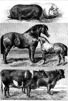 Pigs Prints: Prize animals from the Royal Agricultural Society's show in Battersea Park