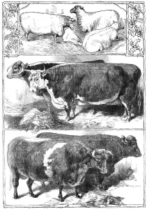 Horns Prints: Prize animals of the Smithfield Club Cattle Show, 1860. Creator: Unknown