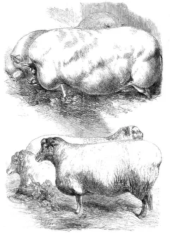 Winners Prints: Prize animals at the Smithfield Club Cattle Show, 1864. Creator: Harrison Weir