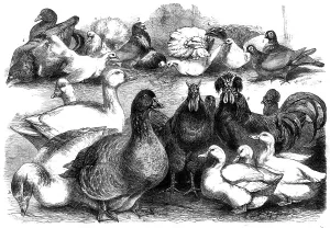 Rooster Prints: Prize birds at the Birmingham Poultry Show, 1865. Creator: Unknown