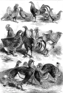 Rooster Prints: Prize birds at the Poultry and Pigeon Show recently held at Birmingham