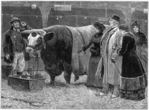Pitchfork Prints: Prize bull, 1883