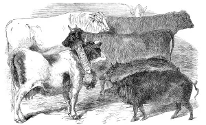 Pigs Prints: Prize Cattle and Pigs at the Paris Universal Agricultural Exhibition