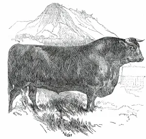 Harrison William Weir Prints: Prize Cattle at the Royal Agricultural Society's Show