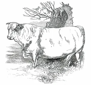 Shorthorn Prints: Prize Cattle at the Royal Agricultural Society's Show