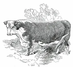 Hereford Prints: Prize Cattle at the Royal Agricultural Society's Show