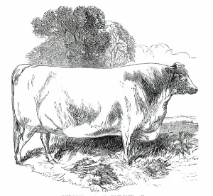 Shorthorn Prints: Prize Cattle at the Royal Agricultural Society's Show