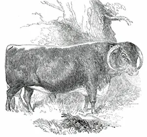 Harrison William Weir Prints: Prize Cattle at the Royal Agricultural Society's Show