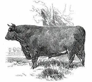 Harrison William Weir Prints: Prize Cattle at the Royal Agricultural Society's Show