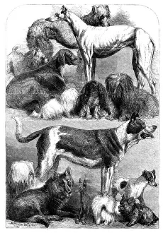 Winners Prints: Prize dogs from the exhibition at the Agricultural Hall, Islington, 1862. Creator: Unknown