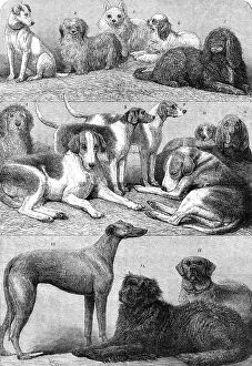 Winners Prints: Prize dogs of the second International Dog Show at the Islington Agricultural Hall