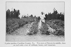 Vegetable Garden Prints: A prize garden, Caroline County, Va. 1915. Creator: Unknown