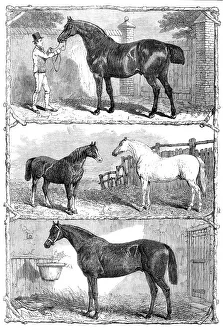 Winners Prints: Prize horses at the Agricultural Hall, Islington, 1864. Creator: Unknown