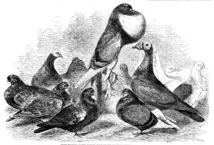 Winners Prints: Prize Pigeons at the recent show of the Halifax Fancy Pigeon Association