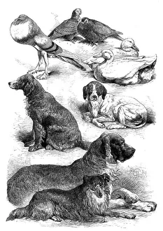 Winners Prints: Prize poultry and dogs at the Birmingham Show, 1871. Creator: Unknown