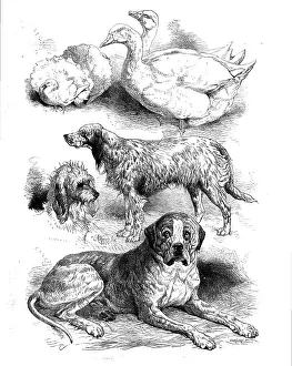 Winners Prints: Prize poultry and dogs at the Birmingham Show, 1871. Creator: Unknown
