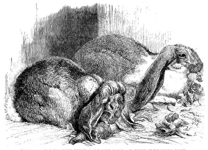 Les Lapins Prints: Prize rabbits from the...exhibition of poultry
