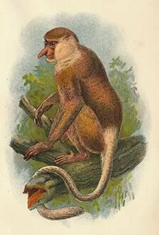 R Bowdler Sharpe Gallery: The Proboscis Monkey, 1897. Artist: Henry Ogg Forbes