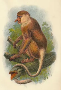 Lloyds Natural History Gallery: The Proboscis Monkey, 1897. Artist: Henry Ogg Forbes