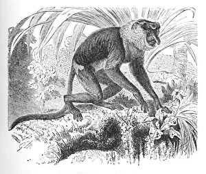 Maguire Prints: Proboscis Monkey, c1900. Artist: Helena J. Maguire