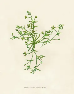Weed Prints: Procumbent Pearl-Wort, c1891, (1891). Artist: Anne Pratt