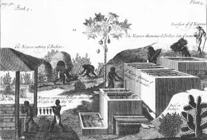 Overseer Prints: Producing indigo dye with slave labour: West Indies or Central America, 1725