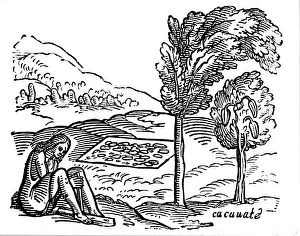 Cocoa Bean Prints: Production of cocoa, 16th century