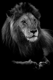 Wisdom Gallery: Profile of a King. Creator: Viet Chu