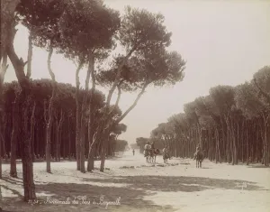 Lebanon Prints: Promenade des Pins a Beyrouth, ca. 1870. Creator: Felix Bonfils