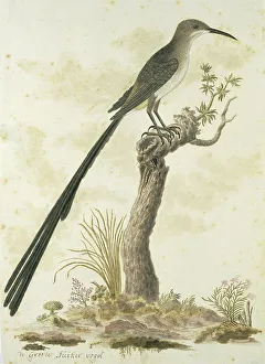Long Prints: Promerops cafer (Cape sugarbird), 1777-1786. Creator: Robert Jacob Gordon