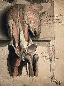 A prone ecorche figure, seen from behind, resting on a table, with the bones and muscles... 1815. Creator: Charles Landseer