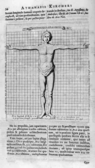 Athanasius Gallery: Proportions of man, 1675. Artist: Athanasius Kircher