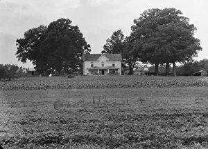 Prosperous farmers house and farm landscape seen from the road, near Colbreth, North Carolina, 1939 Creator: Dorothea Lange